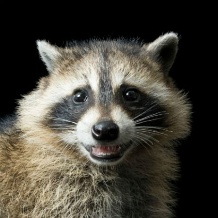 raccoon 2.jpg